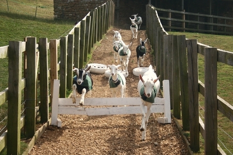 Goat Racing at Abbotsbury Children's Farm