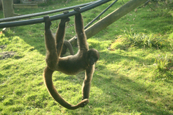 Monkey dangling from a rope