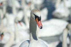 Swan at Abbotsbury