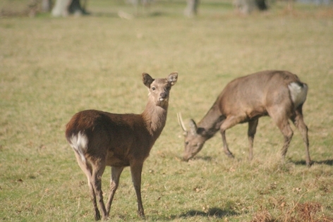 Deer at Arne Nature Reserve